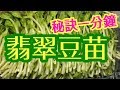 炒豆苗🌱 🍳素👍🌱GREEN HOUSE BEAN SPROUTS高鈣 清熱解毒 營養豐富 含氨基酸 點樣炒出🍳最嫩綠爽脆 🌱翡翠豆苗 🌱又名碗豆苗 蒜蓉炒豆苗 溫室菜 容易一分鐘炒好