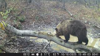 Лосиха Защищает Лосëнка, Медвежонок И Рысь, Семья Кабанов И Рогачи.