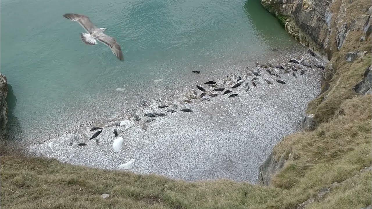 Seals singing YouTube