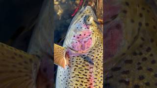 Камчатка 2024 день 112 Микижа #камчатка #fishing #ярик_рыбак #рыбалка #микижа #trout #чавыча