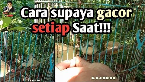 🔴 TIPS / CARA Merawat BURUNG sirtu/cipoh supaya Gacorrr setiap Saat!!! || G.A.I KICAU ||