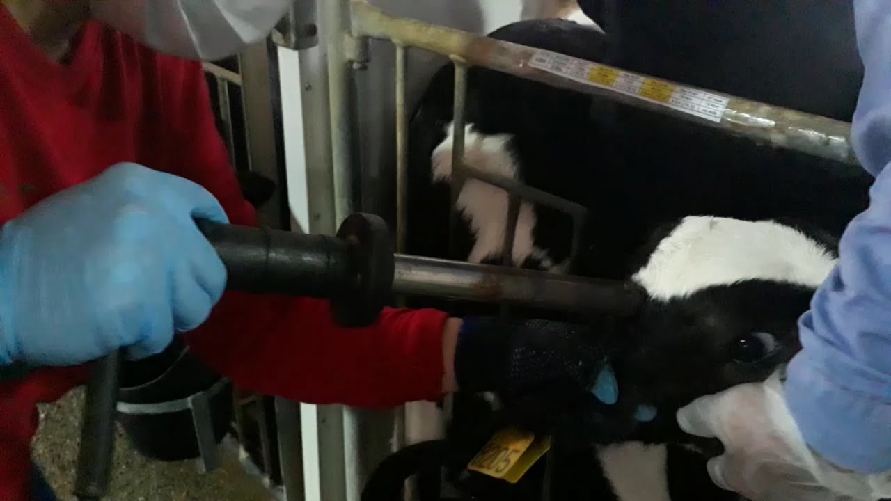 Dehorning of Calves Hot Iron Disbudding