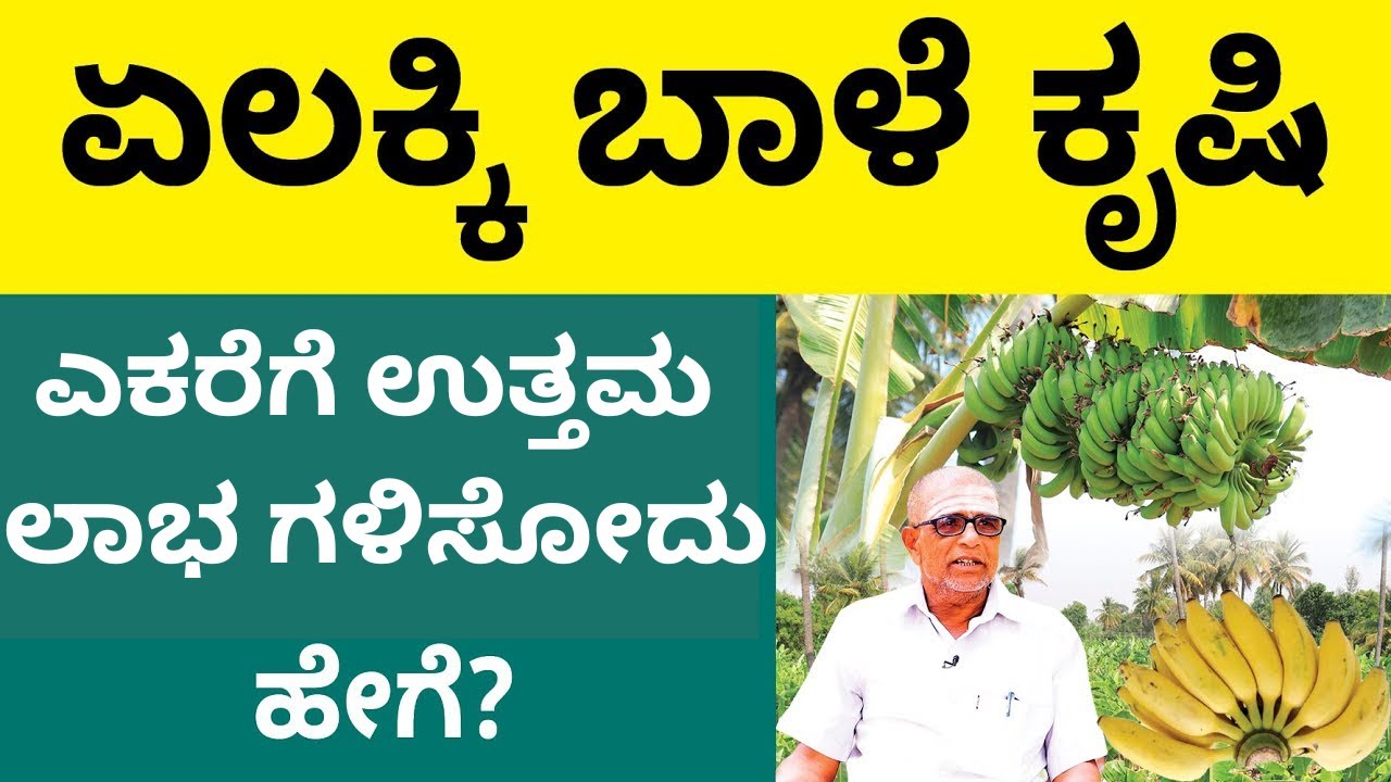 Banana Farming in Kannada - How to Start a Banana Farming? | Shesha Krishna