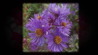 Reflections for Samhain