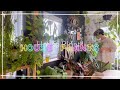 【あの植物は今´-】根腐れした植物は？/成長記録/観葉植物/植物のある暮らし/houseplants/観葉植物インテリア/ボタニカルライフ/관엽 식물