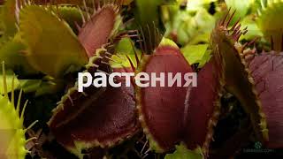Пос. Котовского - Хищные и экзотические растения 19-20 октября 2019