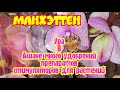 Ашан
Орхидея МАНХЭТТЕН
препараты для растений