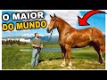 7 Maiores Cavalos Do Mundo