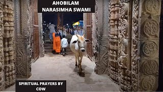 Cow🙏🙏 Pray for Narasimha & Mahalaxmi Devi in Ahobilam