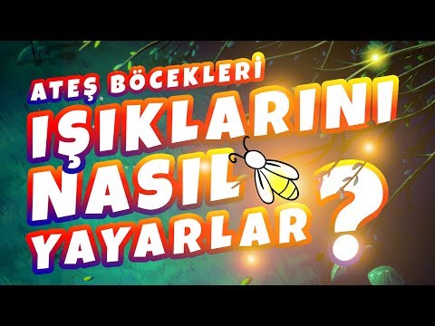 Ateş Böcekleri Işıklarını Nasıl Yayarlar?