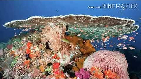 ما تيسر من سورة العنكبوت للقارئ يوسف عبد السميع