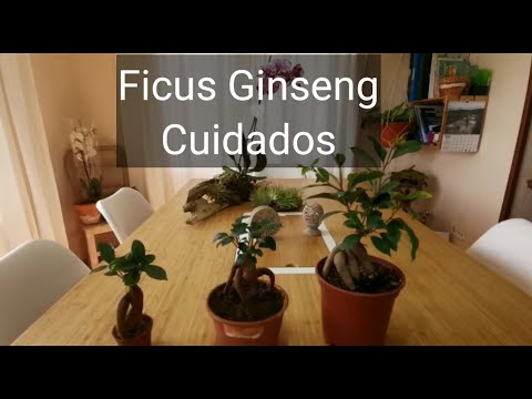 Video: Cómo secar la raíz de ginseng: consejos para secar y almacenar el ginseng