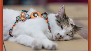The beloved cat that went missing from a hardware store was returned