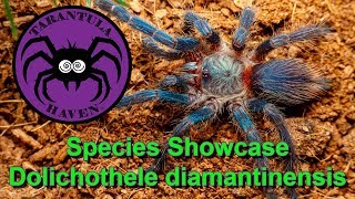 Species Showcase!  Dolicothele diamantinensis
