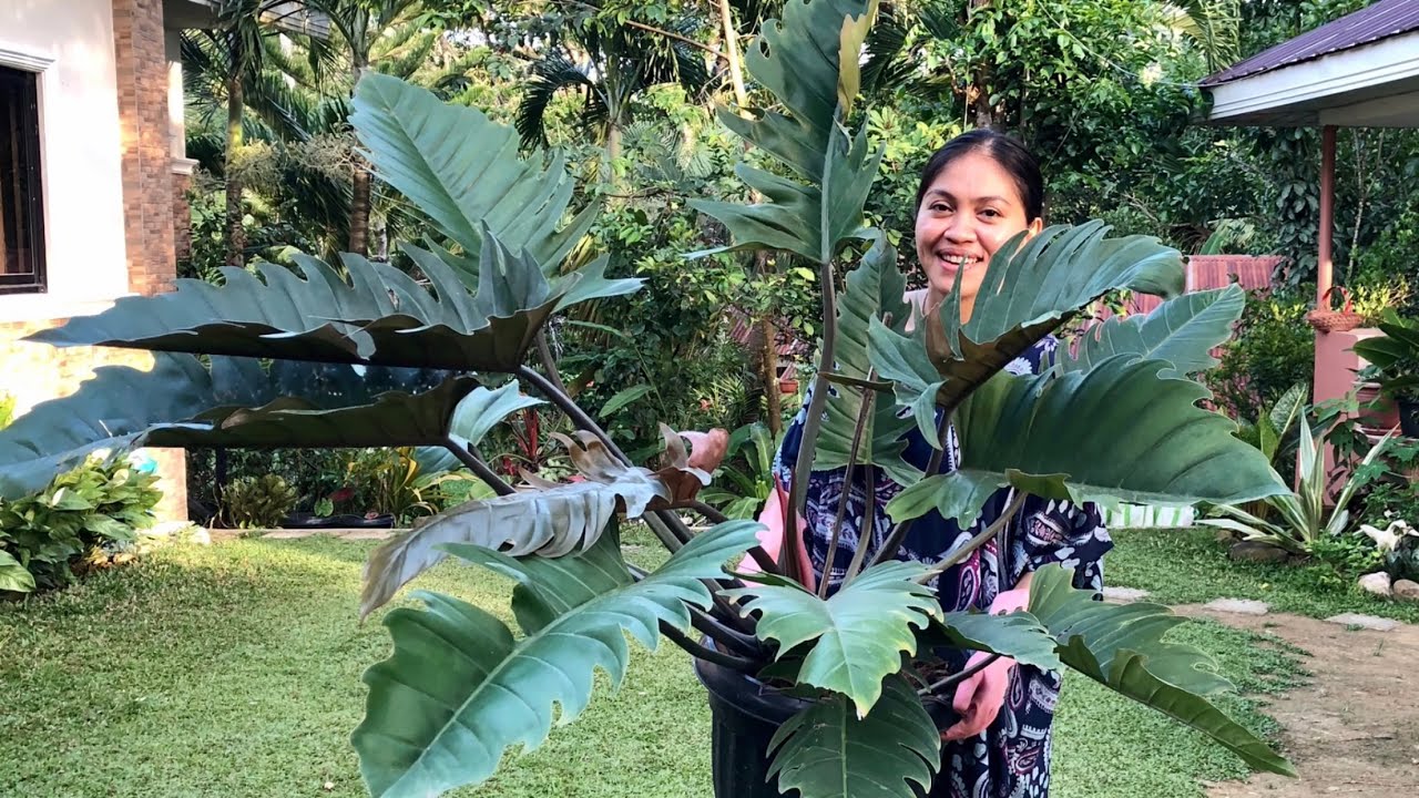 How to propagate Philodendron Choco Empress / Philodendron Choco Empress  Care / Home Gardening