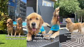 Things That Make My Dogs The Goodest Boys