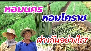 การปลูก หอมนครพนม กับหอมโคราช แตกต่างกันอย่างไร?