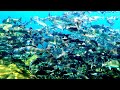 Freediving & Spearfishing Vancouver Island | BC Spearfishing & Freediving