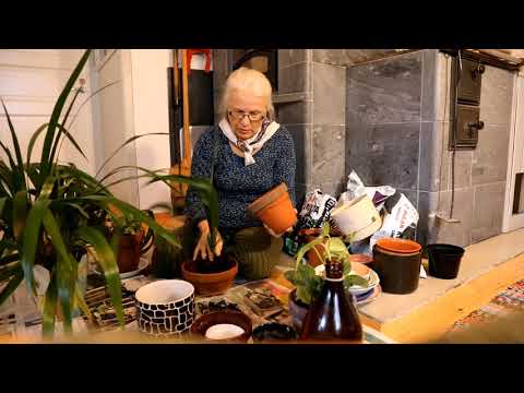 Video: Kuinka jakaa päiväliljat – vinkkejä päiväliljakasvien erottamiseen puutarhassa