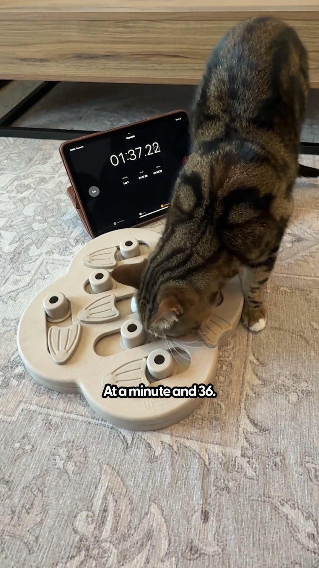 Can Dogs or Cats Finish A Puzzle Toy First? | The Pack