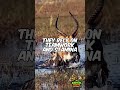 The Most Successful Hunter in Africa Isn’t a Lion… It’s This Animal 🐾🔥 #animalfacts #youtubeshorts