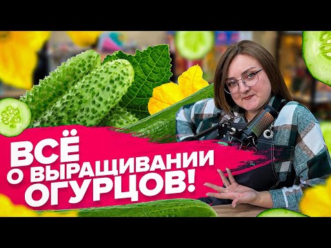 Видео: КАК ВЫРАСТИТЬ ОГУРЦЫ?! От А до Я