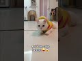 CAT 😻 : #catshorts #catlovers #viralpets #trendingshorts #cuteanimal #catfunny #catviral #ytshorts 😻