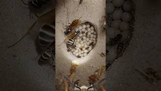 POV: Inside a Sand Wasp Colony 🐝 Bodycam Journey Into Underground Insect World (Real Footage)