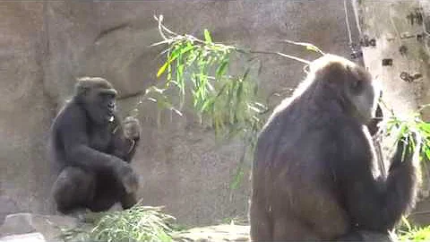 Gorilla Winston Family snack time　ゴリラ　ウィンストン家族　もぐもぐタイムサンディエゴサファリパーク