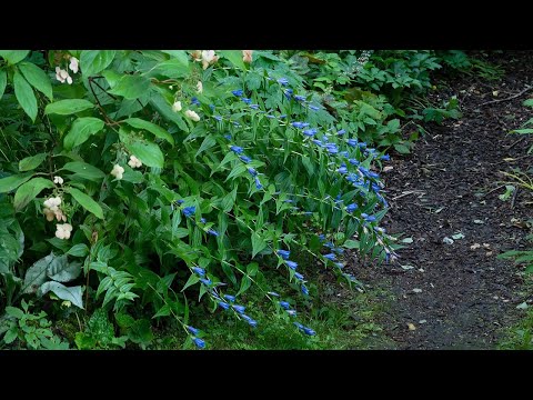 Video: Kasvit Aromipuutarhaan Huoneessa