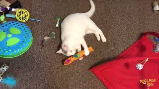 I bought this cat kicker for my two cats, and it's been a hit! by KittyKickStix 16 views 1 month ago 14 seconds