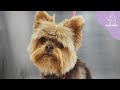 The Owner Warned Me He&#39;s A Spicy Jalapeño | Yorkshire Terrier