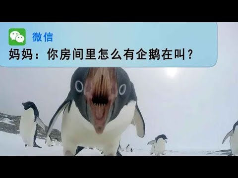 企鹅永不为奴！！！！