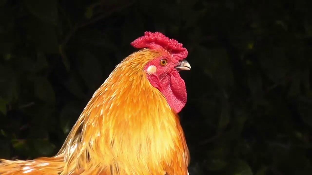 Аудио петуха. Петух на ютубе. Rooster Sounds. Rooster crowing Compilation.