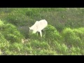 2015 tundra wolf encounter in Nunavik Canada - Great Canadian Wildlife Adventures