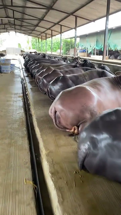 Girdhara dairy farm Surat Gujarat