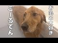 お風呂が好きすぎるゴールデンが可愛いｗ