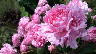 Romantic Peonies at Their Peak Bloom 🌸 Adelman Peony Gardens (Salem, Oregon) 🌸