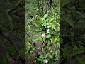 #shorts feed #nature #apple #viral #hindi song #Apne pyar ke sapne pure hue
