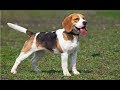 Beagle tout savoir sur cette race de chien english beagle vf