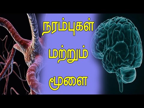 நரம்புகள்  மற்றும் மூளை