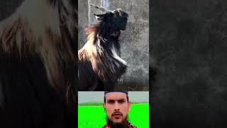 Mubarak Eid Mubarak 🌹 Qurbani 🌹#bakra #eid #shorts #viralvideo #youtubeshorts #video