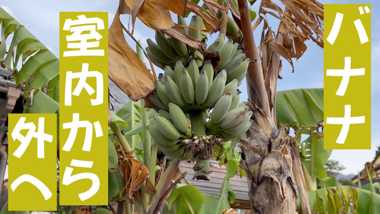 令和6年4月6日バナナ鉢を外に移動 鉢植え ドワーフナムワ - YouTube