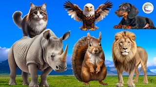 The Most Beautiful Animals Of Asia: Cat, Eagle, Dog, Lion, Rhino, Squirrel by Love Life 182 views 2 days ago 30 minutes