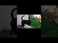 Dog Created by Devil
