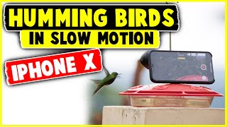 Hummingbirds in Slow Motion - iPhoneX and Moment Lens