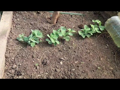 Посадили картофель. Рассада в теплице.