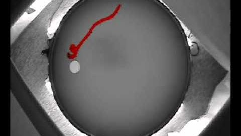 Tau-Induced Memory Loss Reversible