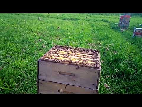 Evening (Lunar) Mating Flight, Start of the Experiment.