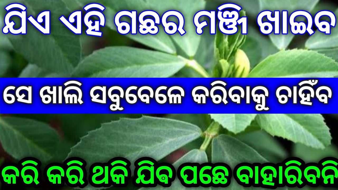 ଯଥାର୍ଥ ଆୟୂର୍ବେଦ୍ Ayurvedic Plants for Good Health Homemade odia